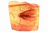 Detailed Fossil Caddisfly (Trichoptera) In Baltic Amber #372491-2